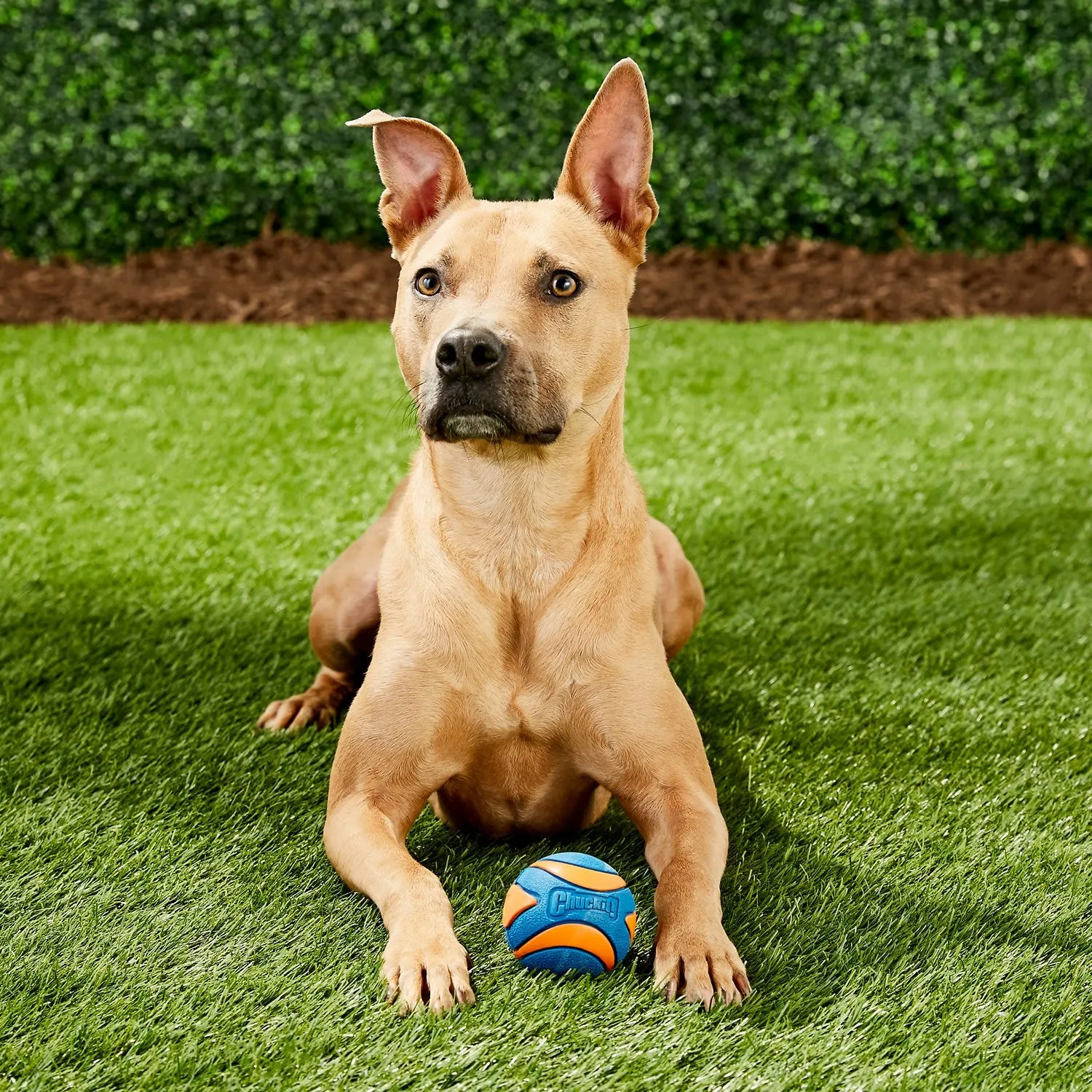 Chuckit! Dog Toy - Ultra Squeaker Ball