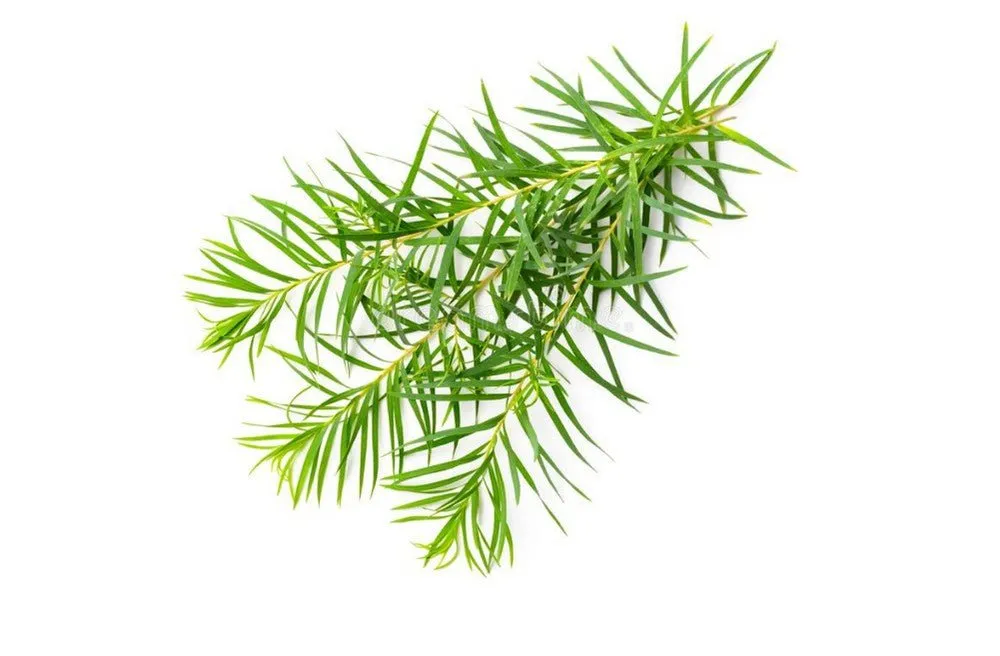 Detox Hair Serum