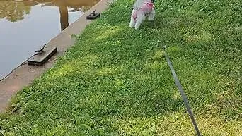 Dog Bark Deterrent Device
