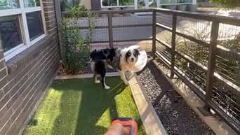 Dog Bark Deterrent Device