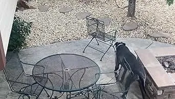 Dog Bark Deterrent Device