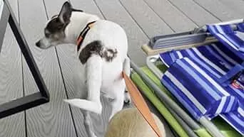 Dog Bark Deterrent Device