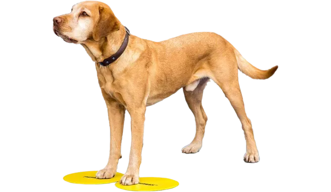FitPaws Targets