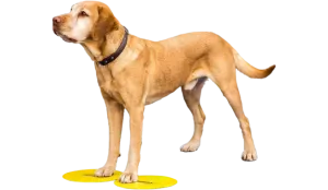 FitPaws Targets
