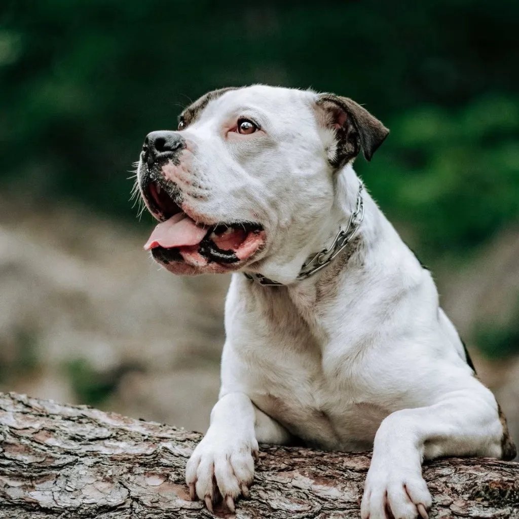 Herm Sprenger Ultra-Plus Prong Training Collar for Dogs