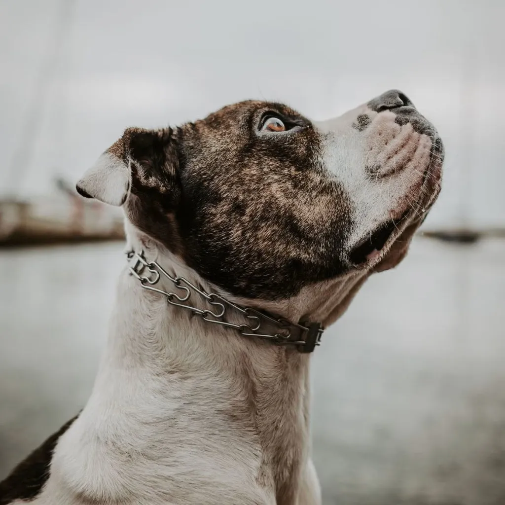 Herm Sprenger Ultra-Plus Prong Training Collar for Dogs