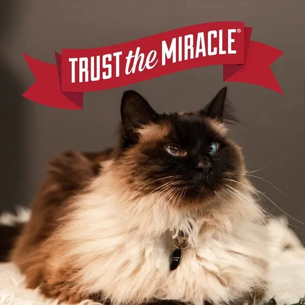 Nature's Miracle Intense Defense Odor Control Clumping Litter